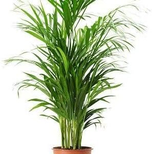Areca Palm Indoor Plant in Terracotta Pot, Live Tropical Houseplant, 60-80 cm