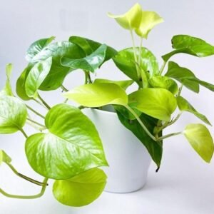 White Pot House Plant Indoor Air Purifying Plant for Bedroom Living Room