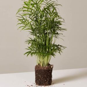 Live Bamboo Palm Indoor Plant, Natural Air Purifying House Plant in Pot